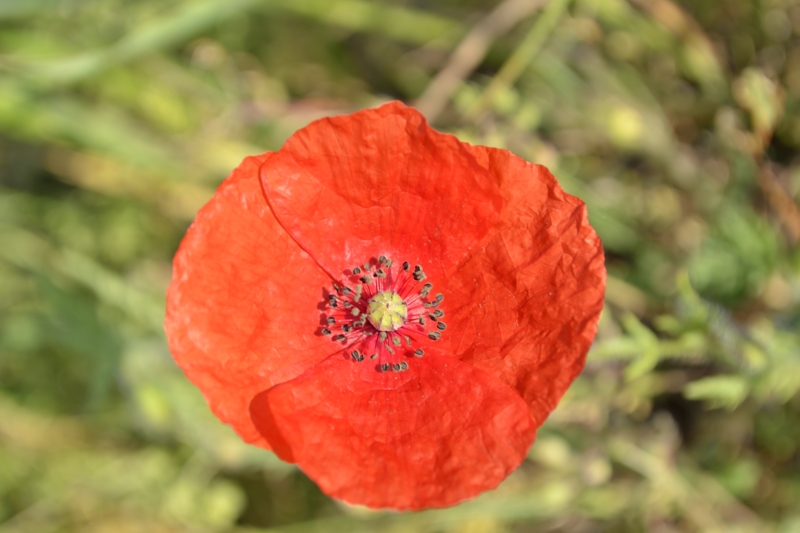 Papaver rhoeas, Papaver dubium e Tragopogon dubius